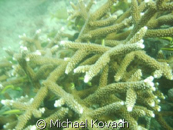 Elkhorn coral at the mooring buoys off the Anglin Pier at... by Michael Kovach 